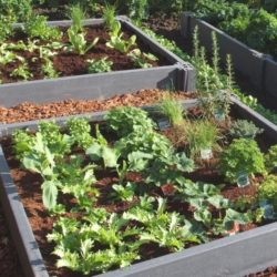 Vegetable box