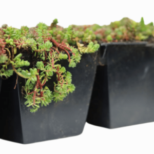 Sedum cassette with pre-cultivated sedum plants, ideal for easy creation of a sustainable and green roof.